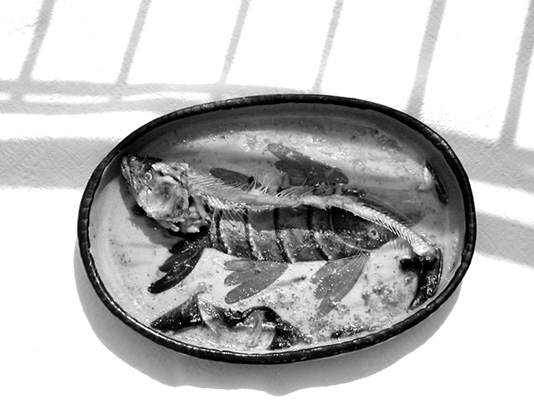 fisch.jpg